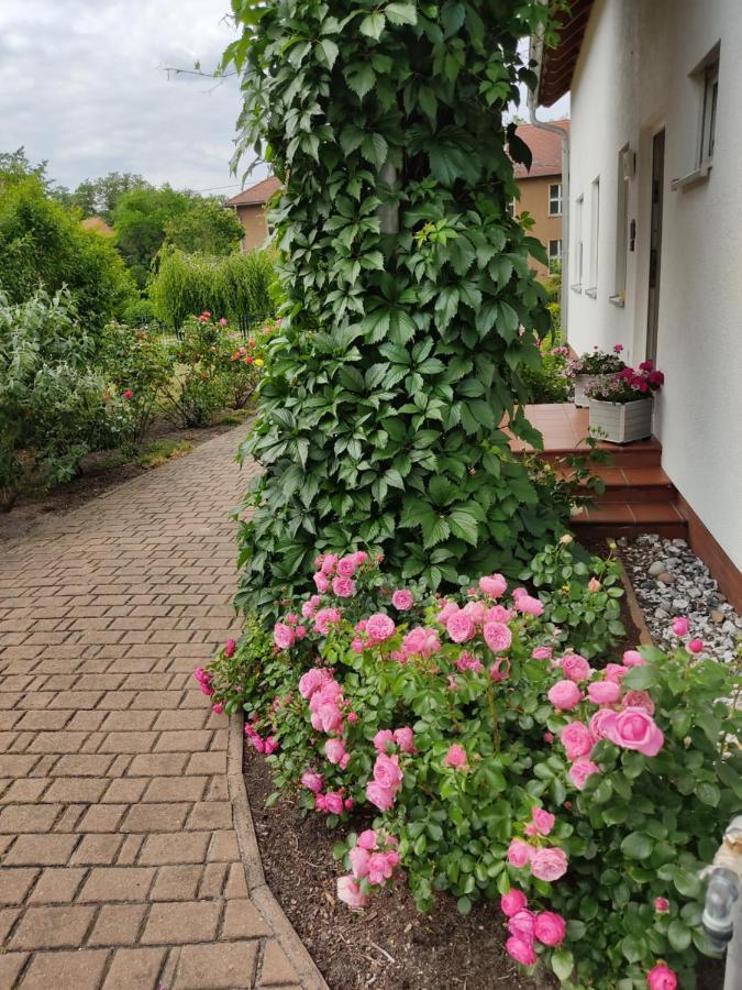 Grosszuegige Ferienwohnung Am Waldesrand Im Seenland Lauta 外观 照片