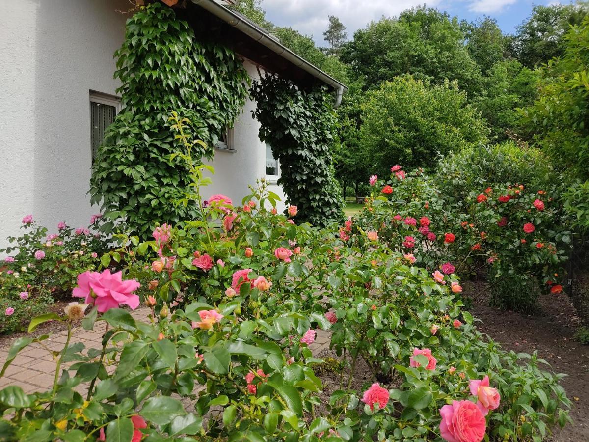 Grosszuegige Ferienwohnung Am Waldesrand Im Seenland Lauta 外观 照片